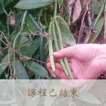 嬉香趣。綠野仙蹤～香草授粉體驗