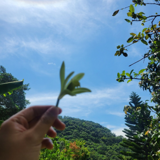 【嬉香趣】綠野仙蹤~香草授粉體驗