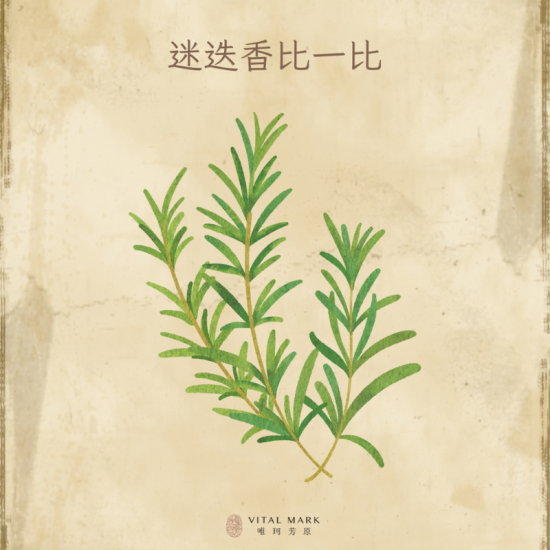 桉油醇迷迭香vs馬鞭草酮迷迭香vs樟腦迷迭香