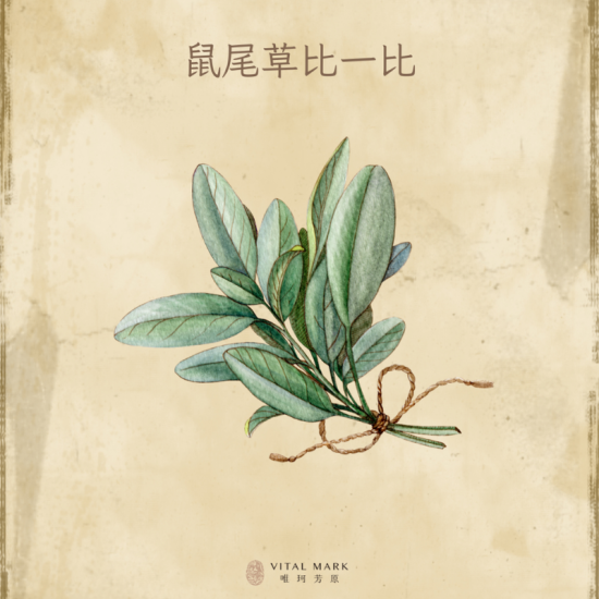 鼠尾草vs快樂鼠尾草