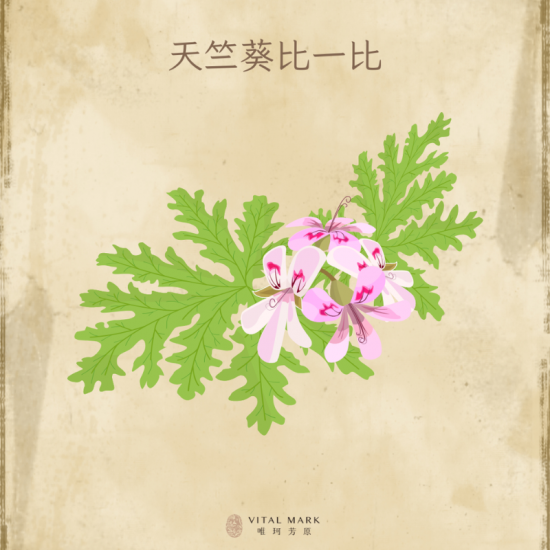 玫瑰天竺葵vs波旁天竺葵