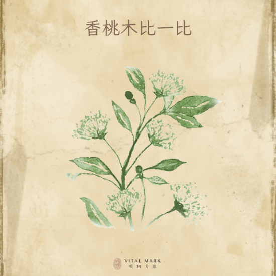 香桃木vs檸檬香桃木